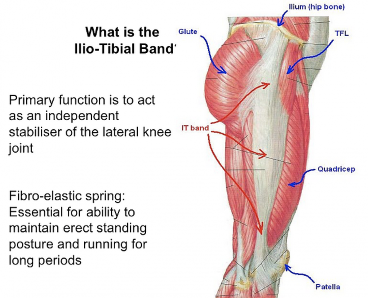 Anatomy of the Hip - Surrey Orthopaedic Clinic