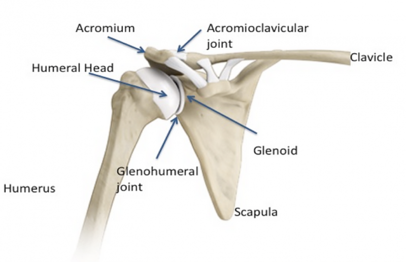 The anatomy of the shoulder