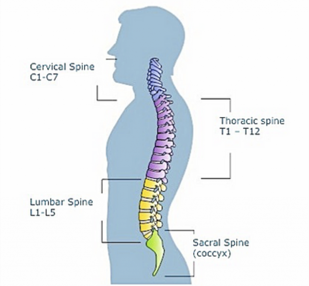 Spine. Spine Anatomy. Картинки для Spine.